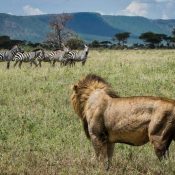 1698864783-6-days-kenya-wildlife-lodge-safari3