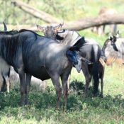 Great-Wildebeest-Calving-1024x683