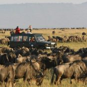 Rekero-Camp-Wildebeest-750x420