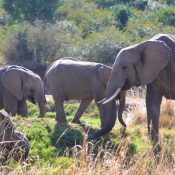 Wild-Kenya-Adventure-Safari