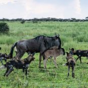 calving-season-southern-serengeti-tanzania-1024x576