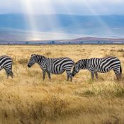 five-zebra-grazing-on-grass-field-2862070