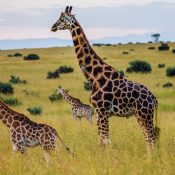 group-giraffes-savannah-1